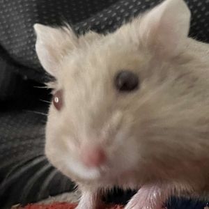 Meet your Posher, Damian